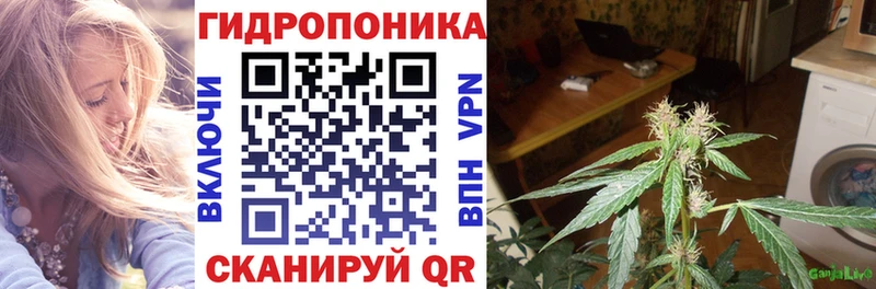 Марихуана сатива  Онега 